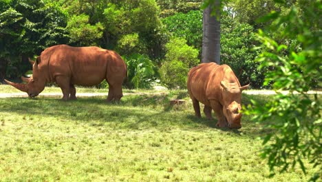 two southern white rhinoceroses (ceratotherium simum simum), the largest land animal, stands on the grassy savannah, covered in mud.