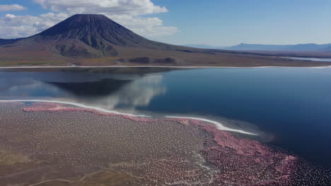 flamingo flock at lake natron with ol doinyo lengai volcano in tanzania