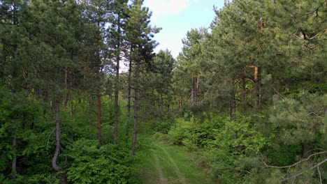 bosque desde la vista de drones en hungría