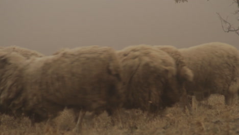 pastoreo de ovejas en un campo de niebla