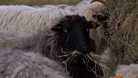 black-headed sheep chewing hay and looking at the camera