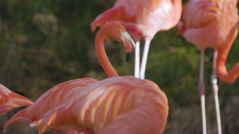 flamencos rosados de cerca