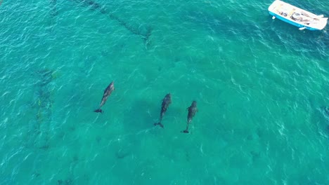 tres delfines mulares grises respirando en las cristalinas aguas azules del mar rojo antes de volver a sumergirse en el agua con la cola frente a la costa de eilat, israel.