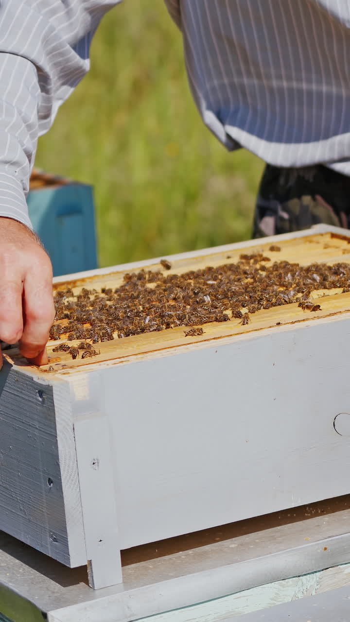Beekeeper working collect honey. Man holding honeycomb full of bees in the apiary