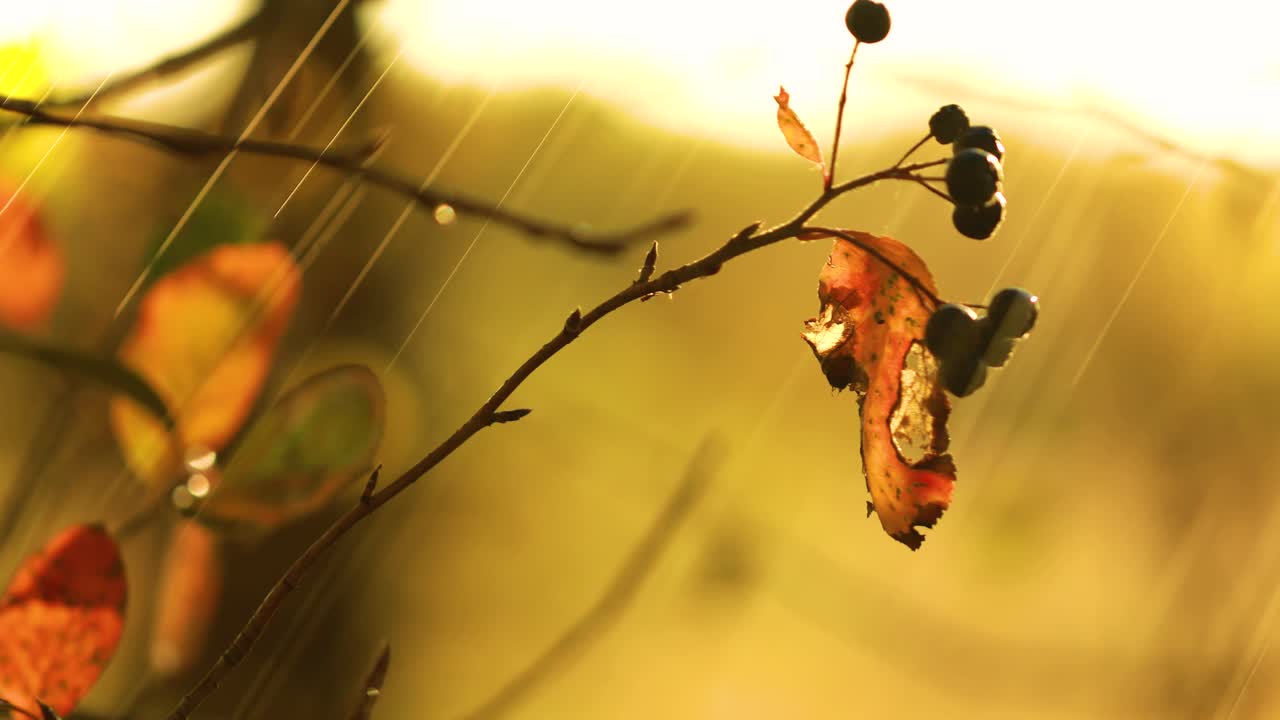 가을 비의 클로즈업