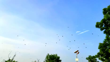 pigeones volando en cámara lenta