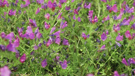 Große-Wiese-Mit-Lila-Patersons-Fluchblumen,-Die-Von-Fleißigen-Bienen-Bestäubt-Werden