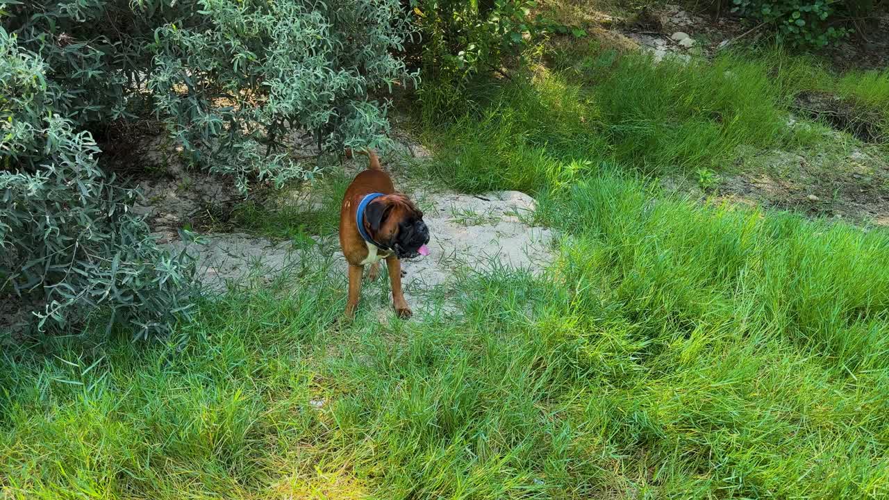 A young boxer dog gets the zoomies and runs like crazy to the nearby river