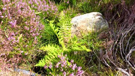 close-up of vibrant green fern and blooming heather gently moving in sunlight, with a stone and dry branches in a natural scottish moorland setting