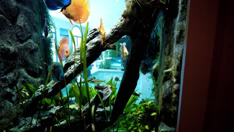 beautiful indoor fishtank with colorful fish swimming around in big home