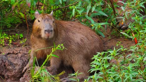 capybara munches on green grass, twitching its ears in muddy jungle, tambopata