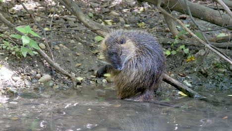 lindo cuerpo de limpieza de castor en la orilla del río durante la luz del sol, primer plano - árboles del bosque en segundo plano