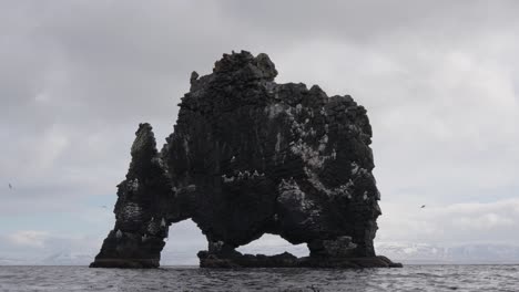 northern fulmar fly around nesting ground on hvitserkur rock, iceland