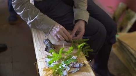 hands of a man preparing yerba mate tree seedlings