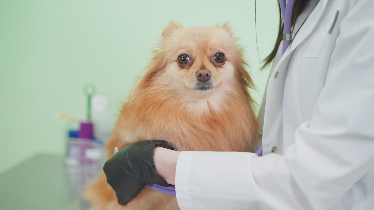 수의사 클리닉에서 개 검사