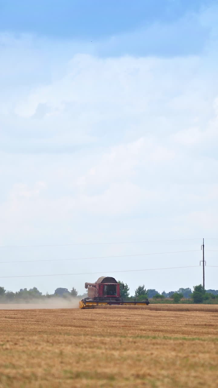 Wheat yellow harvesting field. Golden farming landscapes of cereals. Vertical video