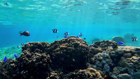 Escuela-De-Peces-De-Arrecife-Tropical-Nadando-Bajo-El-Mar-Azul-En-Verano