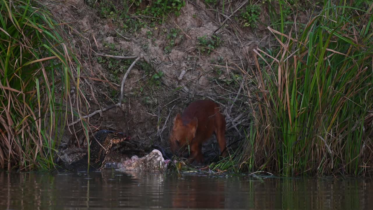 casi oscuro y luchando por sacar la carne del cadáver del ciervo sambar mientras un lagarto monitor mira y se une a la fiesta, dhole cuon alpinus, parque nacional khao yai, tailandia