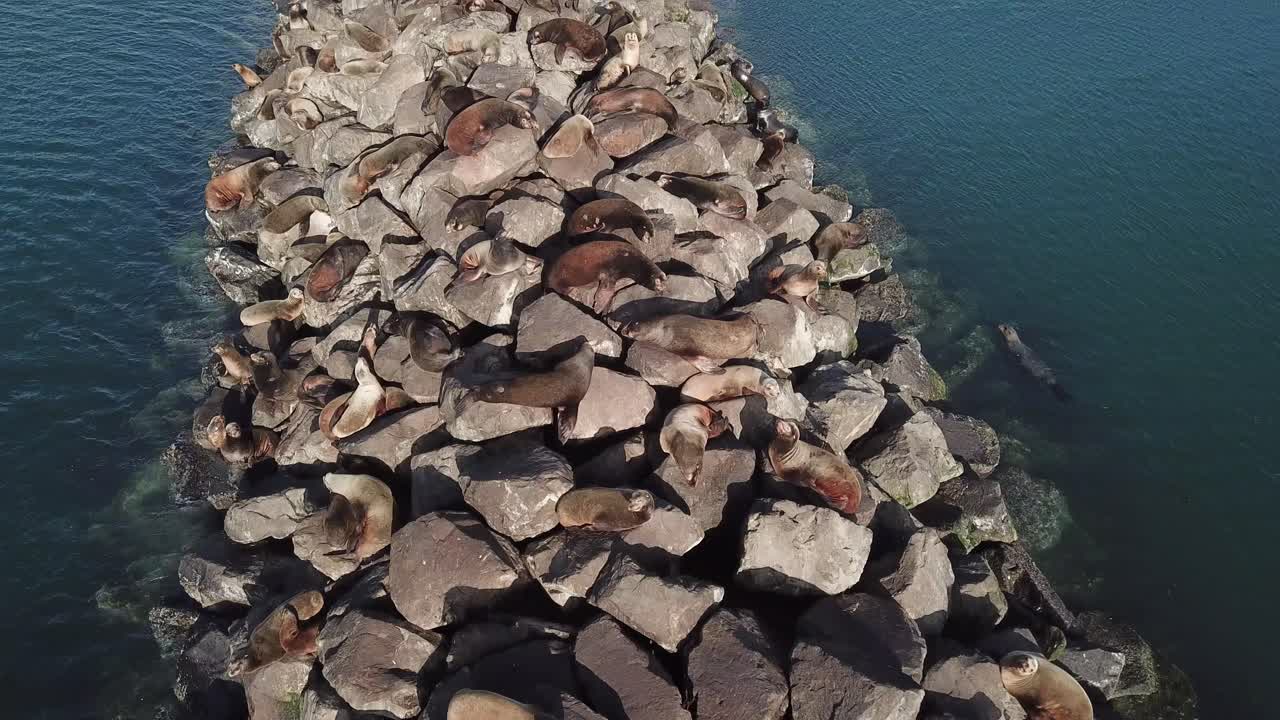 leones marinos posados en una roca