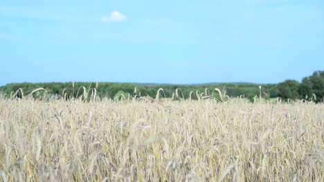 static shot of organic natural farm with fertile field under a sunshine during clear sky weather