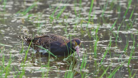 ruff (calidris pugnax) eating insects in a swamp