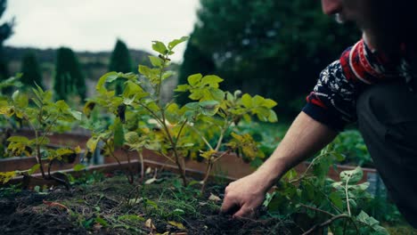 farmer holding sweet potato crop, harvesting from planter box in the yard