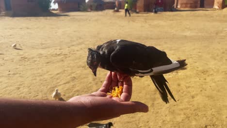 A-man-feeds-a-group-of-birds-in-the-desert-of-pyramids,-Giza-in-Egypt,-close-up-shot,-static-shot