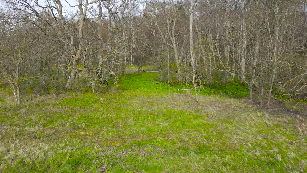 Aerial flyover above green grassy meadow and scattered trees in Puhtu peninsula nature reserve. Drone glides smoothly, moving toward a leafless spring forest, showcasing the sunny seasonal transition.