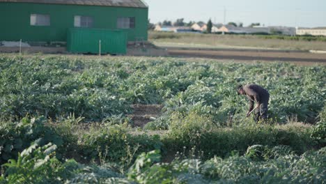 farmer working in a field