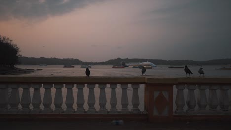 black crows perched on a concrete bridge overlooking the beautiful mandovi river at sunset, goa, india