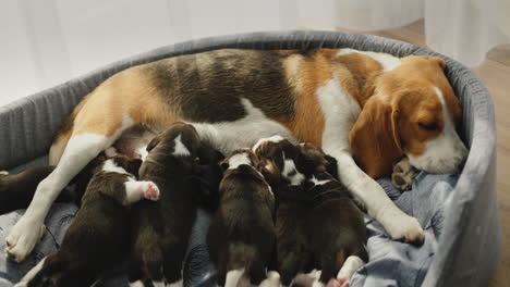 a female beagle feeds her puppies, lies on the floor in the house