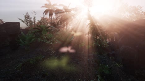 los rayos del atardecer a través de las palmeras