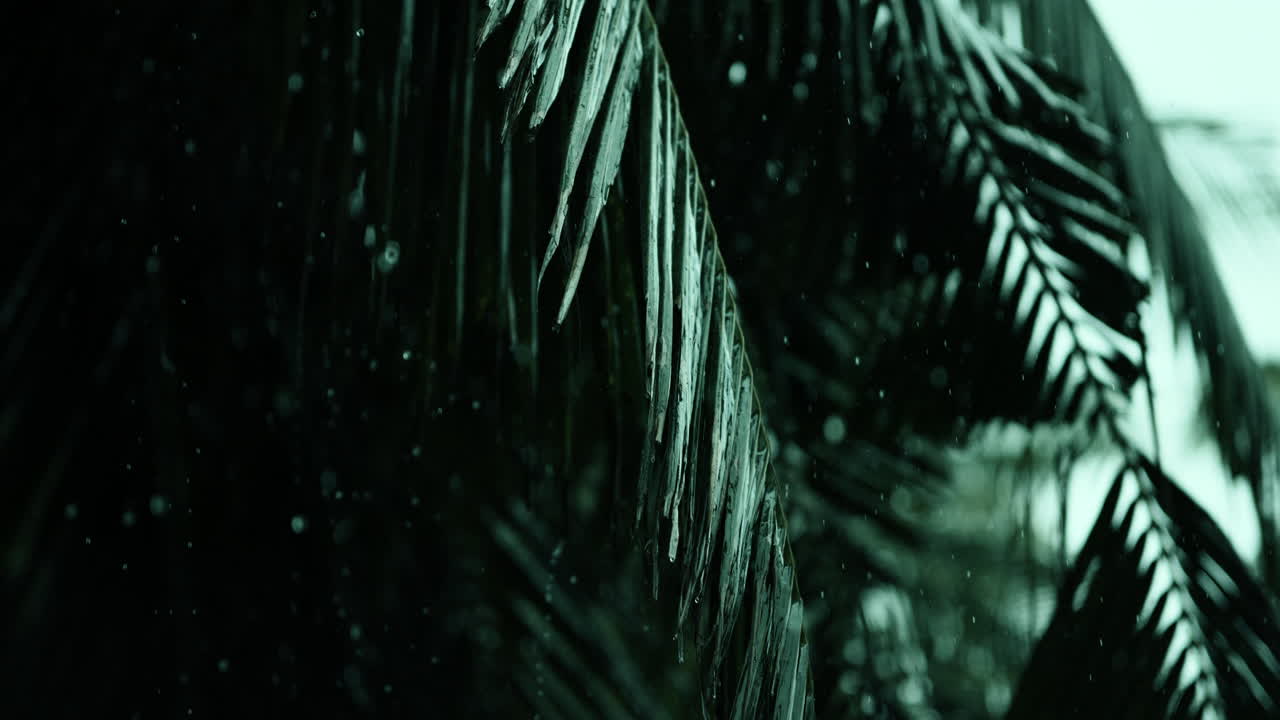 Frozen Palm Leaves