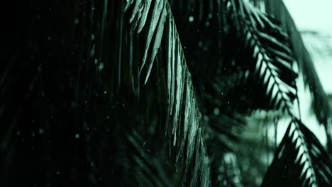 frozen palm leaves
