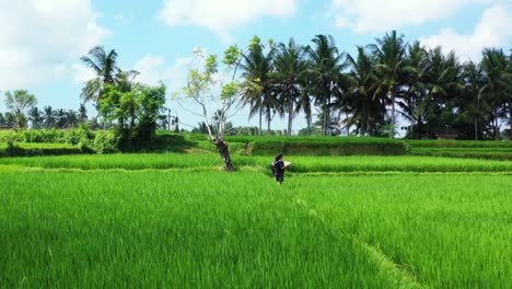 Young-woman-with-map-in-large-lush-rice-field-with-blue-skies-in-Indonesia