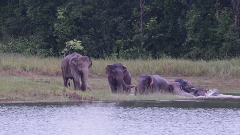 los elefantes asiáticos están en peligro y esta manada se divierte jugando y bañándose en un lago en el parque nacional khao yai