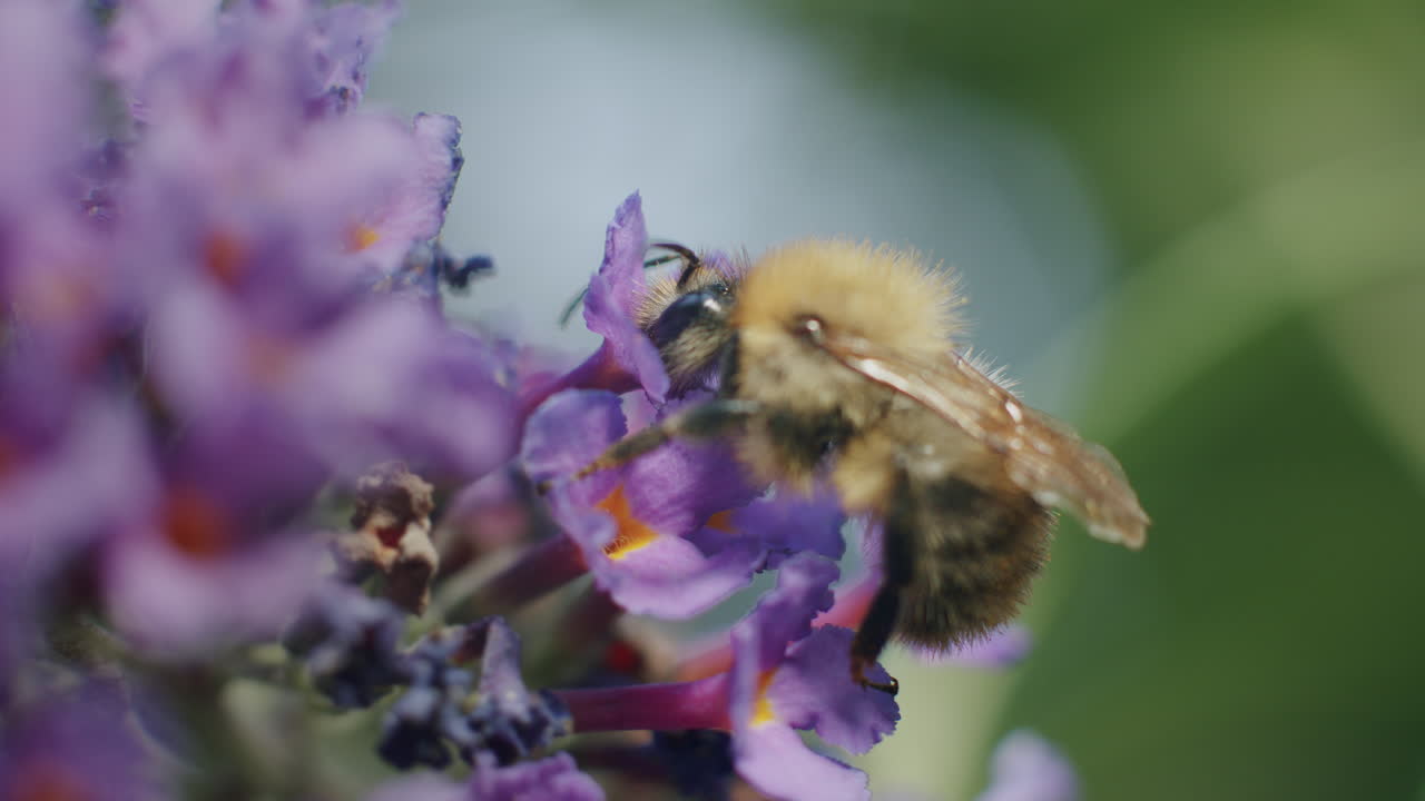 en la flor de la budleia, hermosa iluminación de la abeja, en busca de néctar, de cerca, en verano