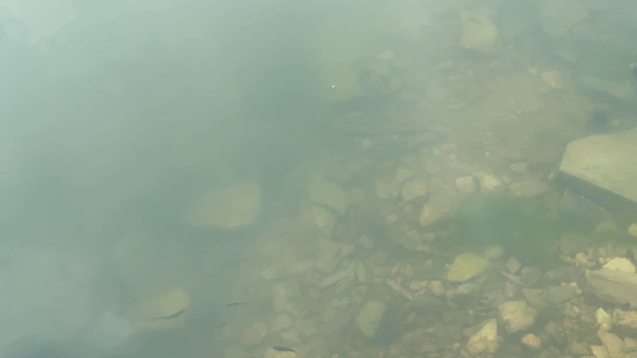 Tiny fish swim gracefully in clear shallow water above a rocky bed, symbolizing aquatic life and freshwater ecosystems.