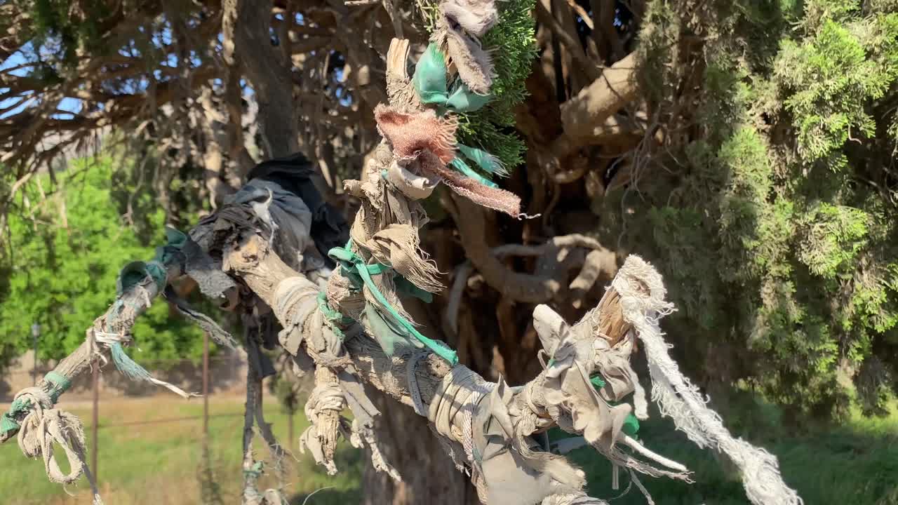 페르시아 사람들은 신성한 사이프러스 나무에 화려한 믿음 리본을 묶습니다 북부 도시의 자연에 있는 오래된 라이브 역사적 자연 랜드마크 고대의 영원한 보호 울타리 큰 나무 줄기 햇빛 그림자