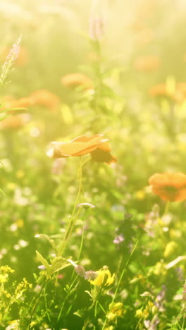 un hermoso campo de flores silvestres en el sol de verano