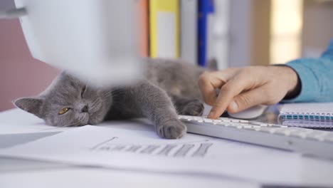 un gato gris perezoso durmiendo en la mesa de la oficina.