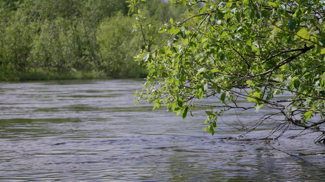 Branch with fresh green leaves hanging over clear flowing river surrounded by dense green forest in spring sunlight. Filmed at Glomma River, Norway.
