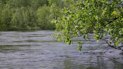 branch with fresh green leaves hanging over clear flowing river surrounded by dense green forest in spring sunlight. filmed at glomma river, norway.