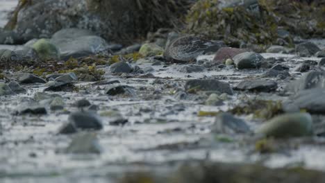 Sandpiper-bird-foraging-on-a-seaweed-strewn-rocky-beach,-blending-into-the-natural-coastline-landscape