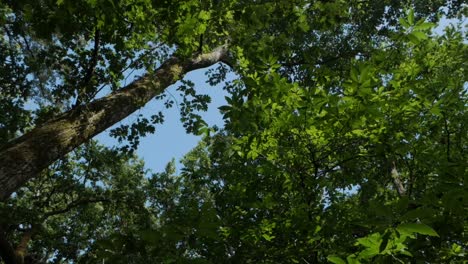 Blue-sky-in-the-forest,-circling-the-green-trees