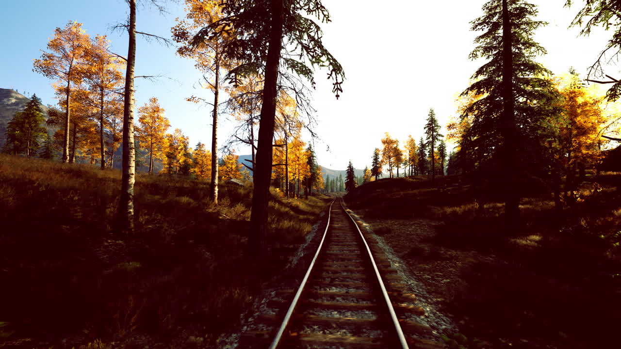Darkened trees outline suggestive route for exploration and discovery