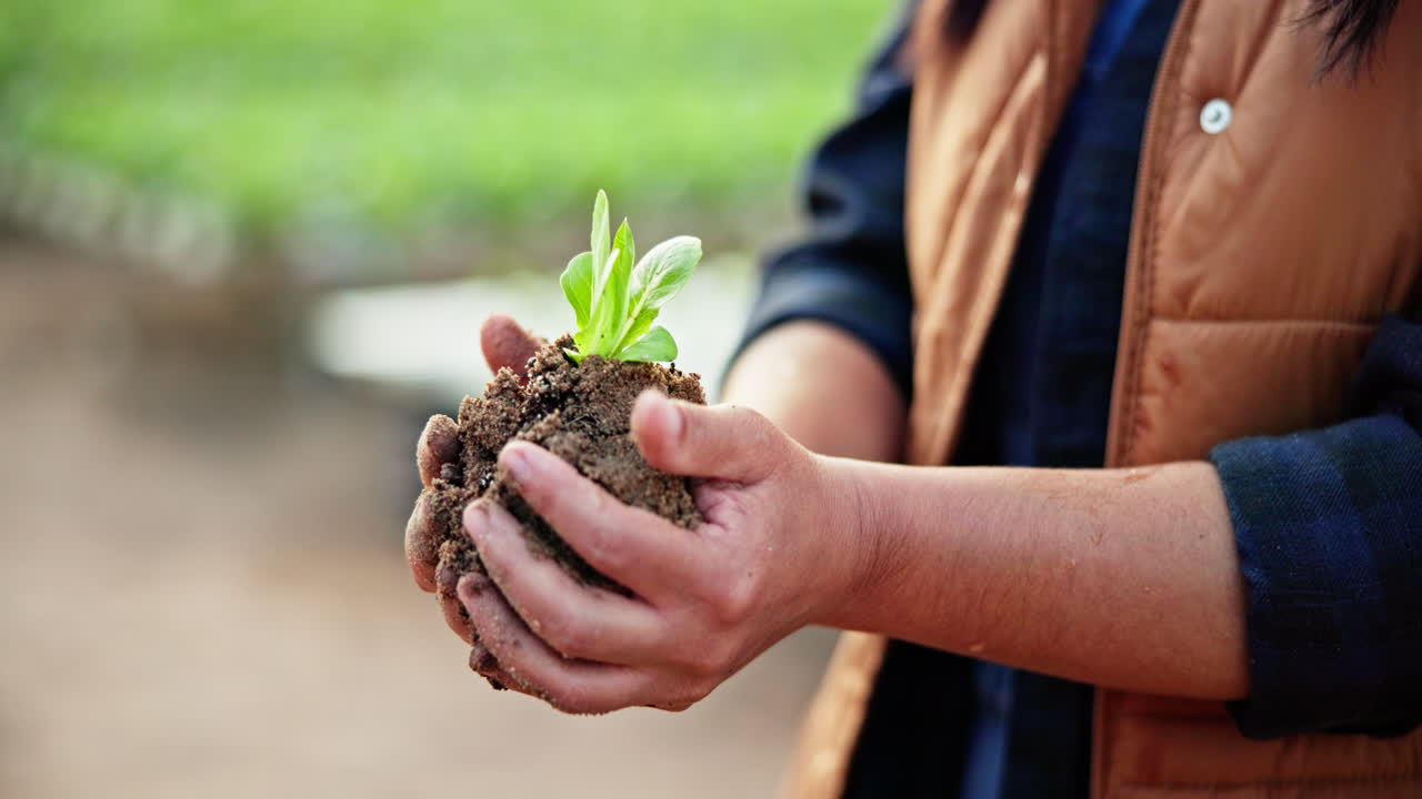 Holding a seedling