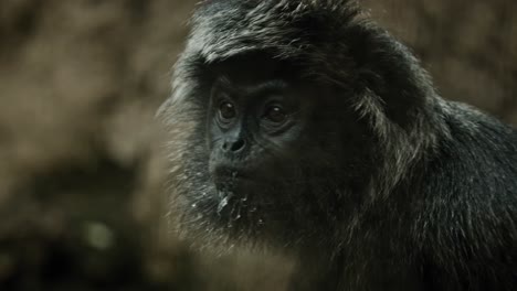 Primate-Langur-Negro-En-Busca-De-Una-Amenaza-Potencial-O-Un-Depredador