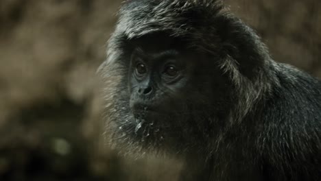 primate langur negro en busca de una amenaza potencial o depredador