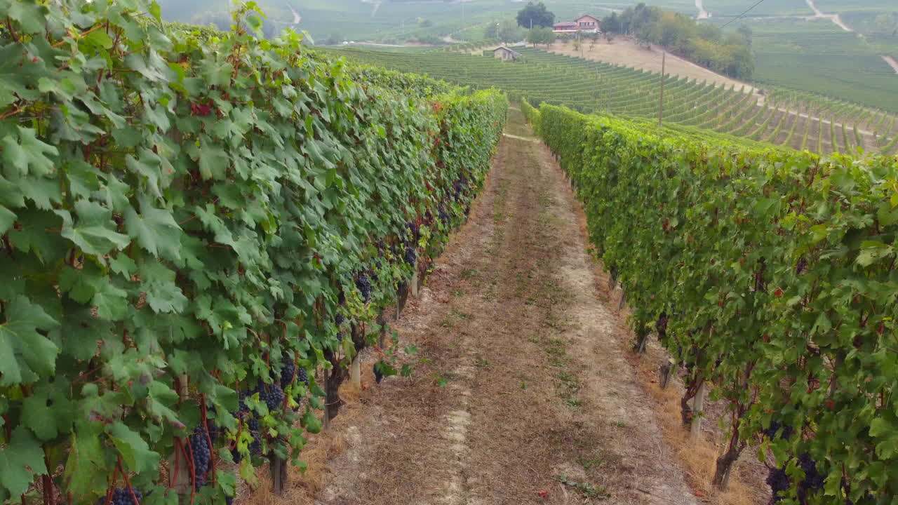 viñedo granja agricultura campo vista aérea